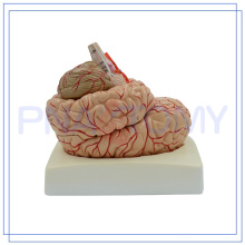 PNT-0611 Anatomy Education Modelo de enseñanza Life Size Deluxe Brain con arterias